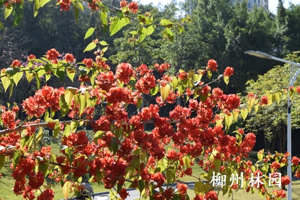 �������з�빫԰������̬���۳�����Ч