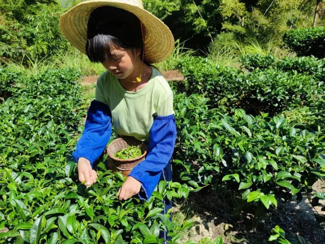采茶、播种、开垦……一起来看看柳州学子的“劳动”必修课