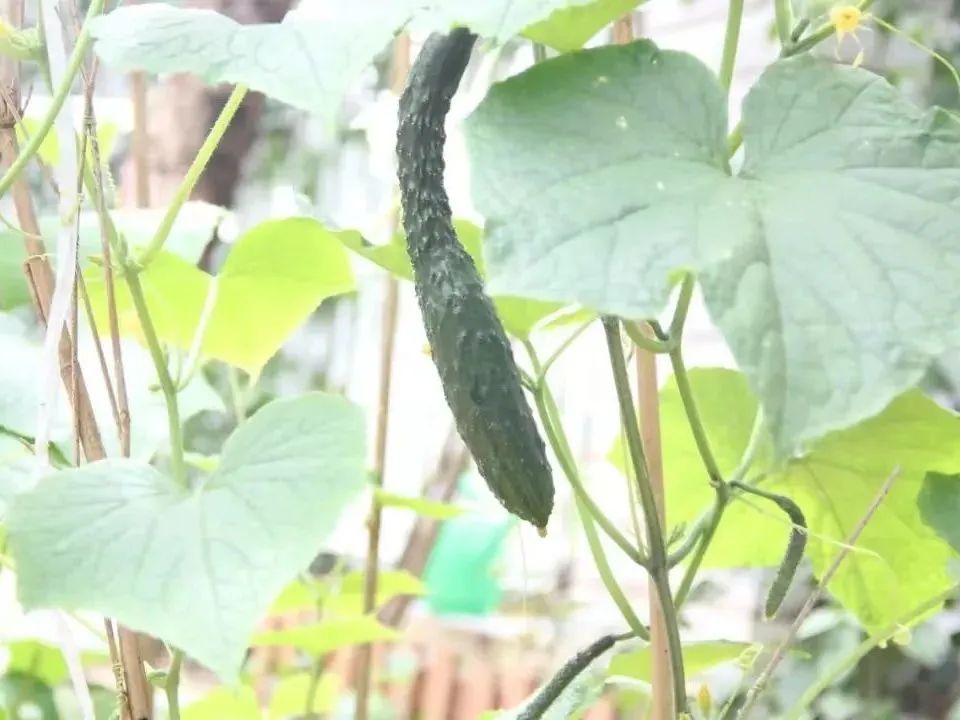 柳州市第一中学